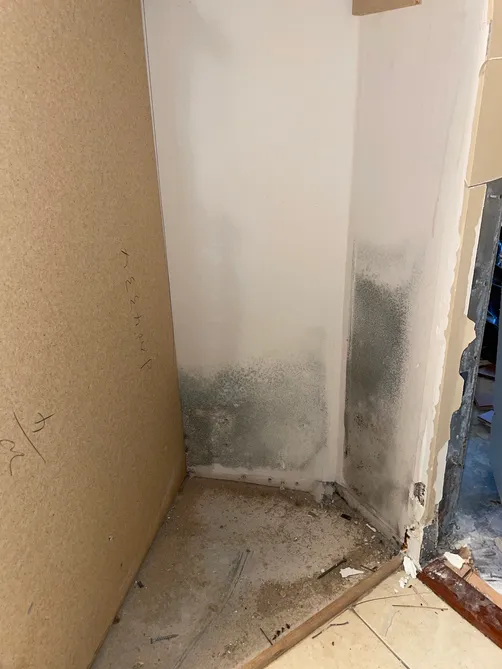 photo at Brentwood Jacksonville Florida 32206 taken Dec 2022: Black mold color is common for different mold varietys. Eliminate mold is critical for good health.