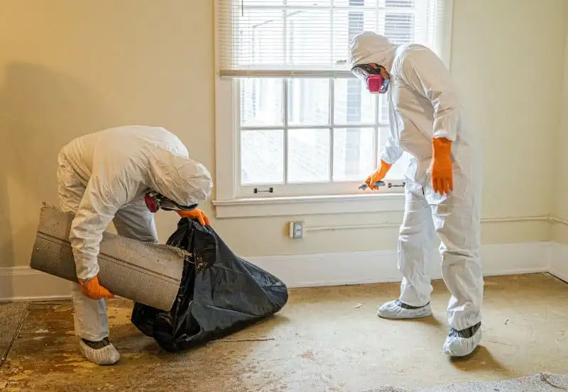two mold specialists / technicians removing moldy carpet