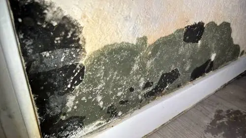 comprehensive remediation in response to the mold growth